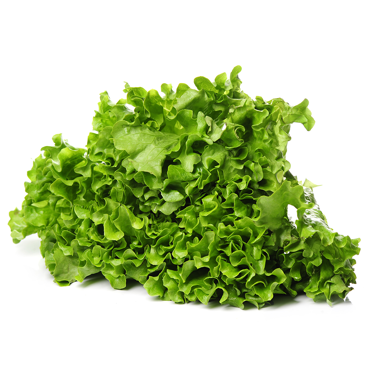 Alface Crespa